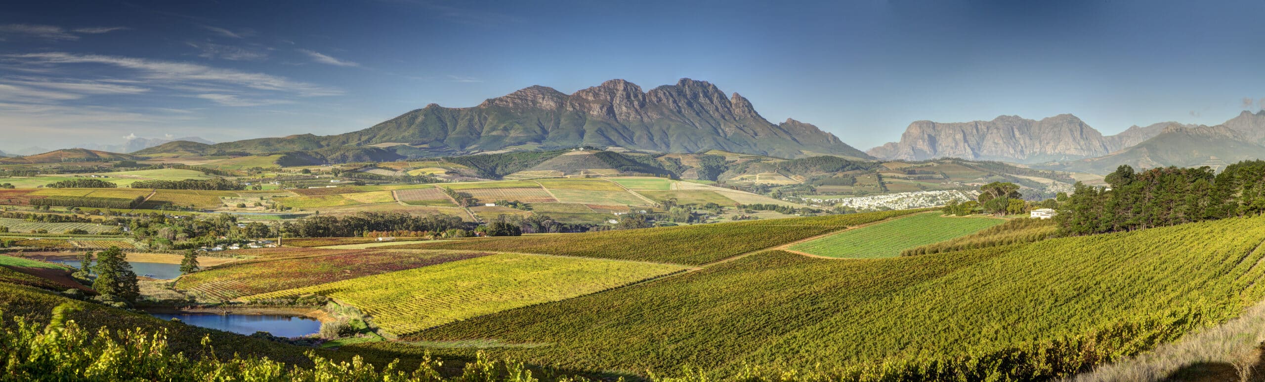 Vineyards